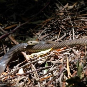 Pseudonaja textilis at Acton, ACT - 4 Dec 2020 02:24 PM