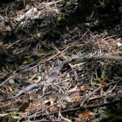 Pseudonaja textilis at Acton, ACT - 4 Dec 2020