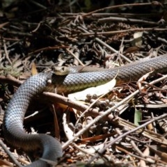 Pseudonaja textilis at Acton, ACT - 4 Dec 2020