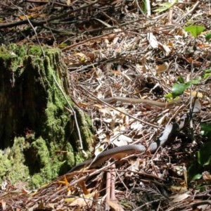 Pseudonaja textilis at Acton, ACT - 4 Dec 2020