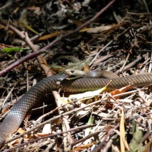 Pseudonaja textilis at Acton, ACT - 4 Dec 2020