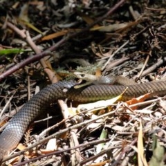 Pseudonaja textilis at Acton, ACT - 4 Dec 2020