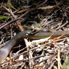 Pseudonaja textilis at Acton, ACT - 4 Dec 2020