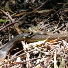 Pseudonaja textilis at Acton, ACT - 4 Dec 2020