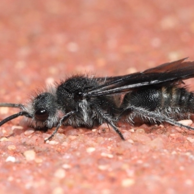 Mutillidae (family) (Unidentified Mutillid wasp or velvet ant) at Acton, ACT - 5 Dec 2020 by TimL