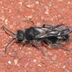 Mutillidae (family) at ANBG - 6 Dec 2020