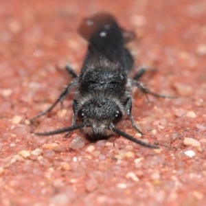 Mutillidae (family) at ANBG - 6 Dec 2020