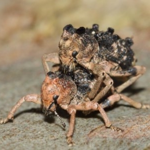 Aades cultratus at Watson, ACT - 8 Dec 2020