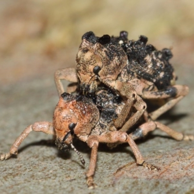 Aades cultratus (Weevil) at Watson, ACT - 7 Dec 2020 by TimL