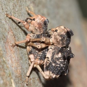 Aades cultratus at Watson, ACT - 8 Dec 2020