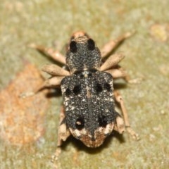 Aades cultratus at Watson, ACT - 8 Dec 2020