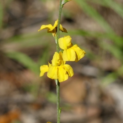 Goodenia bellidifolia subsp. bellidifolia (Daisy Goodenia) at Welby, NSW - 10 Dec 2020 by Curiosity