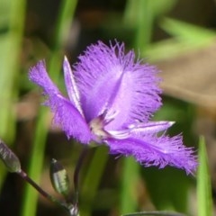 Thysanotus juncifolius (Branching Fringe Lily) at Welby - 9 Dec 2020 by Curiosity