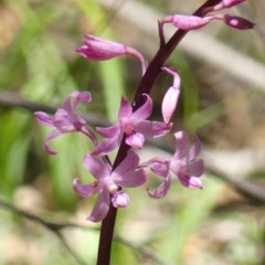 Dipodium roseum (Rosy Hyacinth Orchid) at Welby - 9 Dec 2020 by Curiosity