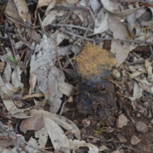 Pisolithus sp. at Wamboin, NSW - 16 Oct 2020