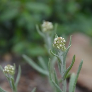 Pseudognaphalium luteoalbum at Wamboin, NSW - 16 Oct 2020