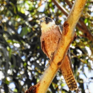 Falco longipennis at Kambah, ACT - 11 Dec 2020