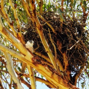 Falco longipennis at Kambah, ACT - 11 Dec 2020