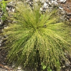 Isolepis sp. (Club-rush) at Lower Cotter Catchment - 30 Nov 2020 by ThomasMungoven