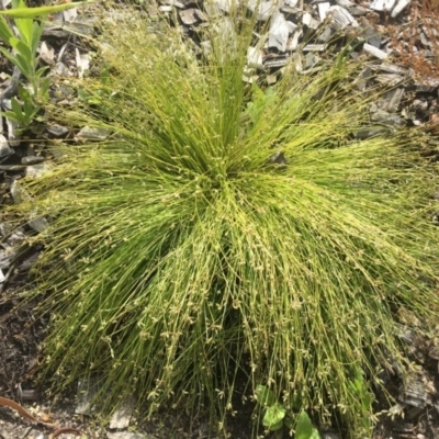 Isolepis sp. (Club-rush) at Cotter River, ACT - 30 Nov 2020 by ThomasMungoven