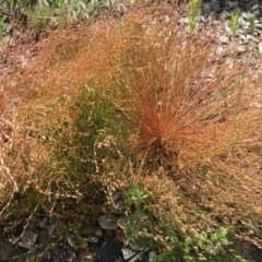 Isolepis sp. at Cotter River, ACT - 30 Nov 2020