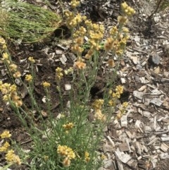 Pseudognaphalium luteoalbum (Jersey Cudweed) at Cotter River, ACT - 30 Nov 2020 by ThomasMungoven