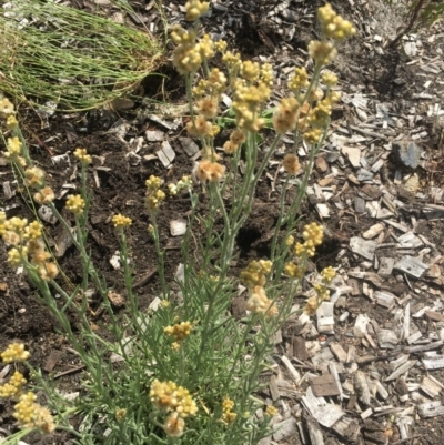 Pseudognaphalium luteoalbum (Jersey Cudweed) at Lower Cotter Catchment - 30 Nov 2020 by ThomasMungoven