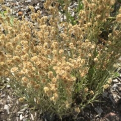 Pseudognaphalium luteoalbum (Jersey Cudweed) at Lower Cotter Catchment - 30 Nov 2020 by ThomasMungoven