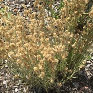 Pseudognaphalium luteoalbum at Cotter River, ACT - 30 Nov 2020