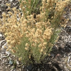 Pseudognaphalium luteoalbum at Cotter River, ACT - 30 Nov 2020