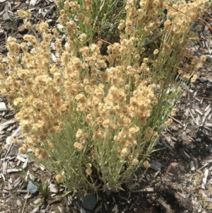 Pseudognaphalium luteoalbum at Cotter River, ACT - 30 Nov 2020