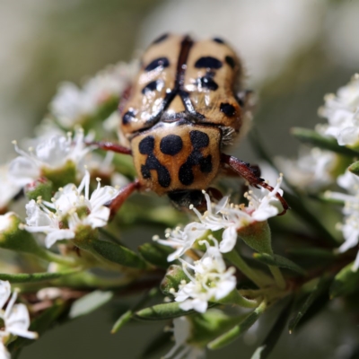 Neorrhina punctata (Spotted flower chafer) at Googong, NSW - 11 Dec 2020 by Wandiyali