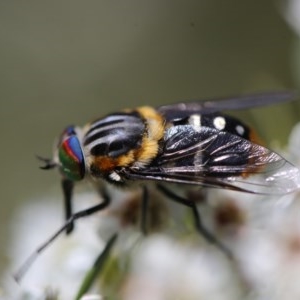 Scaptia sp. (genus) at Googong, NSW - 11 Dec 2020