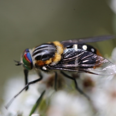 Scaptia sp. (genus) (March fly) at Wandiyali-Environa Conservation Area - 11 Dec 2020 by Wandiyali