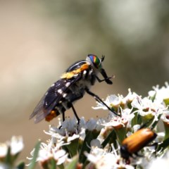 Scaptia sp. (genus) at Googong, NSW - 11 Dec 2020