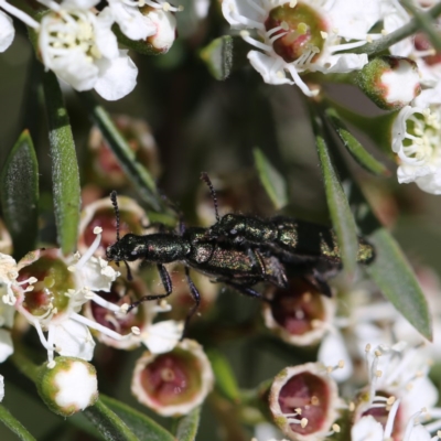 Eleale aspera (Clerid beetle) at Googong, NSW - 11 Dec 2020 by Wandiyali