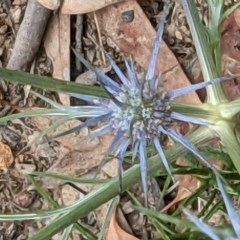 Eryngium ovinum (Blue Devil) at Hackett, ACT - 10 Dec 2020 by abread111