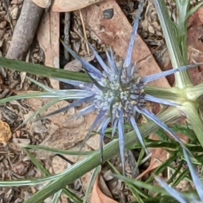 Eryngium ovinum (Blue Devil) at Hackett, ACT - 11 Dec 2020 by abread111