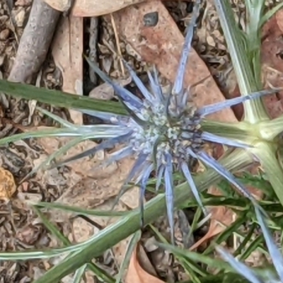 Eryngium ovinum (Blue Devil) at Hackett, ACT - 11 Dec 2020 by abread111