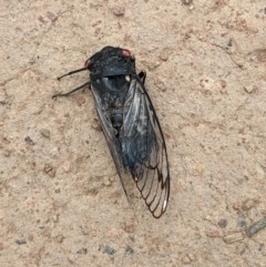 Psaltoda moerens (Redeye cicada) at Hackett, ACT - 11 Dec 2020 by abread111