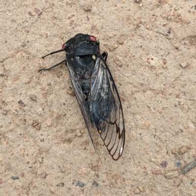 Psaltoda moerens (Redeye cicada) at Hackett, ACT - 11 Dec 2020 by abread111