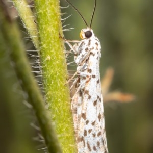 Utetheisa pulchelloides at Watson, ACT - 11 Dec 2020 09:13 AM