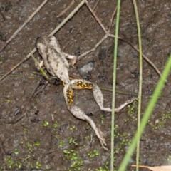 Litoria peronii (Peron's Tree Frog, Emerald Spotted Tree Frog) at Watson, ACT - 11 Dec 2020 by Roger