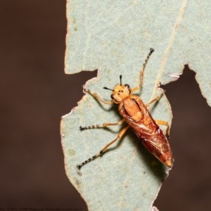 Pseudoperga lewisii at Watson, ACT - 11 Dec 2020