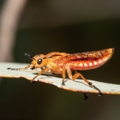 Pseudoperga lewisii at Watson, ACT - 11 Dec 2020