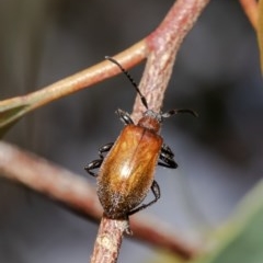 Ecnolagria grandis (Honeybrown beetle) at Watson, ACT - 11 Dec 2020 by Roger