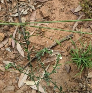 Hackelia suaveolens at Hackett, ACT - 11 Dec 2020