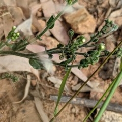 Hackelia suaveolens at Hackett, ACT - 11 Dec 2020