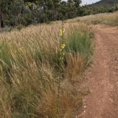 Verbascum virgatum (Green Mullein) at Hackett, ACT - 11 Dec 2020 by abread111