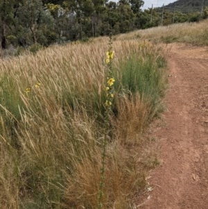 Verbascum virgatum at Hackett, ACT - 11 Dec 2020